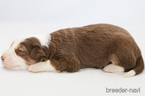 成約済の神奈川県のボーダーコリー-319174の6枚目